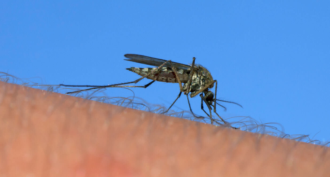 Dengue fever case prompts Rockhampton alert