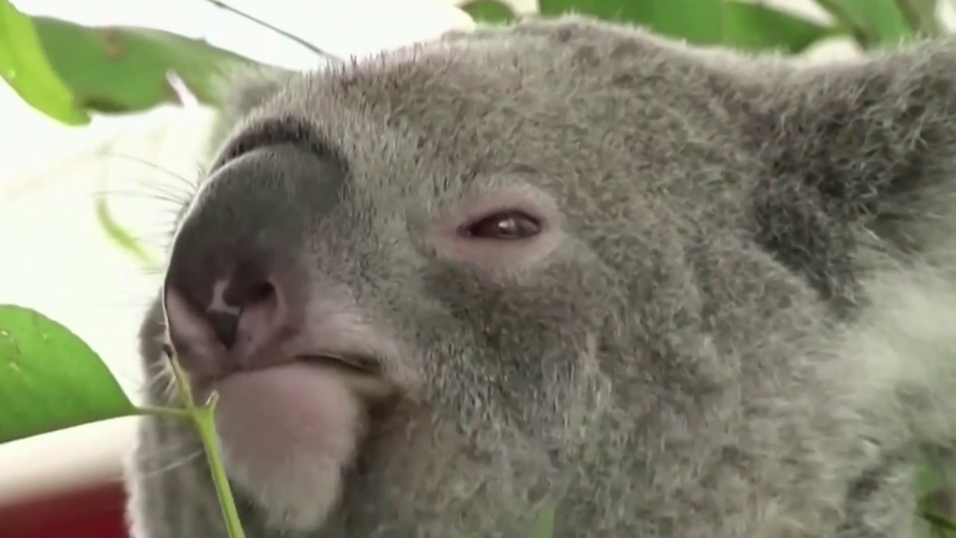 Australia lists koala as an endangered species across most of its range »  Yale Climate Connections