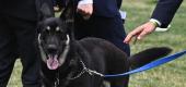 The Bidens dog Major is seen on the South Lawn of the White House. (Getty)