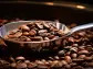 15 Highest Quality Coffee Beans In The World