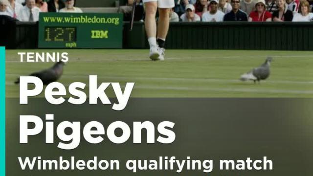 Wimbledon qualifying match disrupted by pesky pigeon