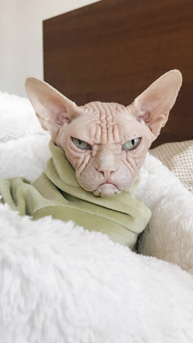 Pictures of Loki the Sphynx, the New Grumpy Cat