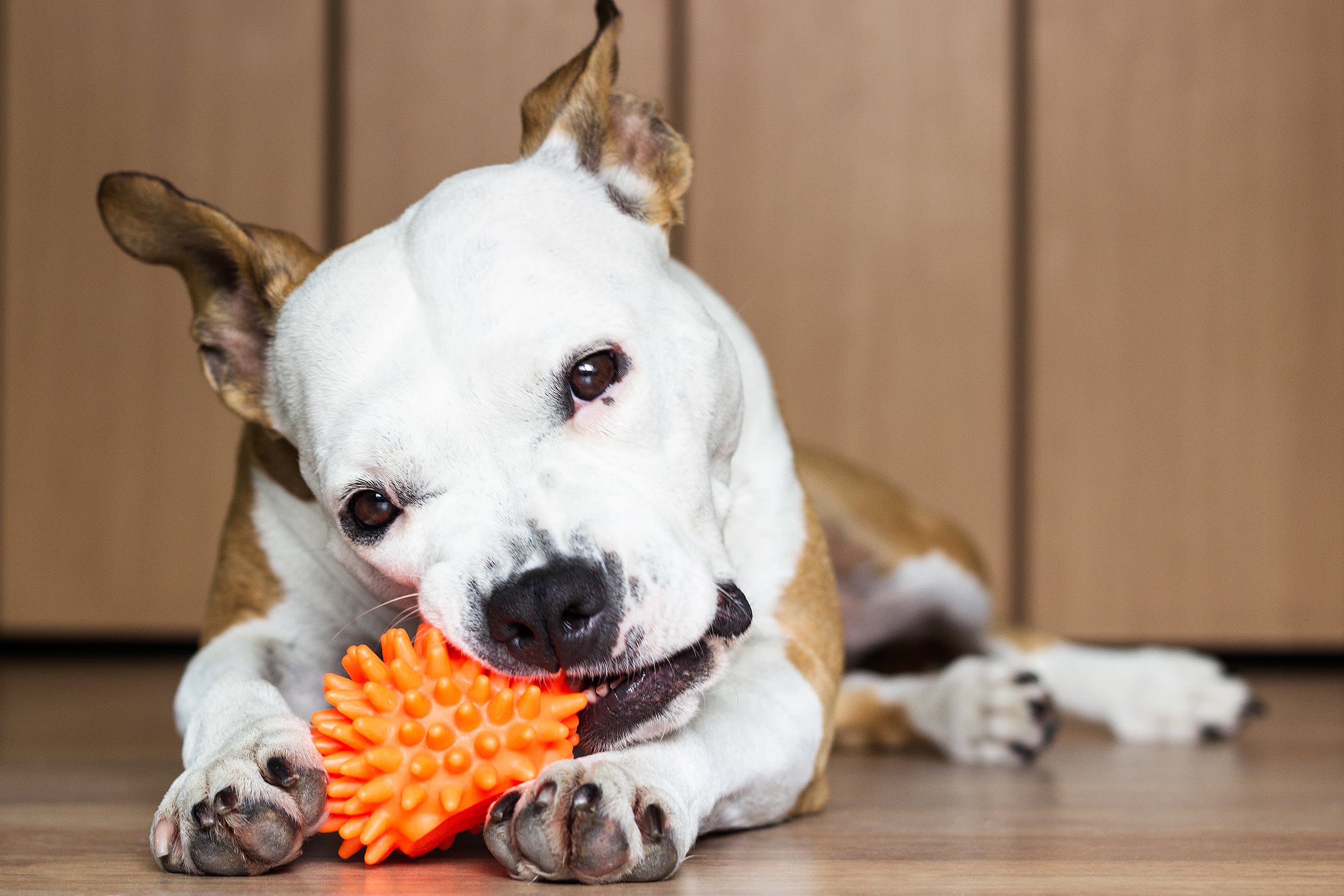 5 Dog Chew Toys That Actually Last Longer Than One Day — And They're