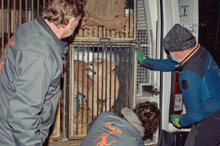 Zes leeuwen uit Oekraïne arriveren in Spanje, België