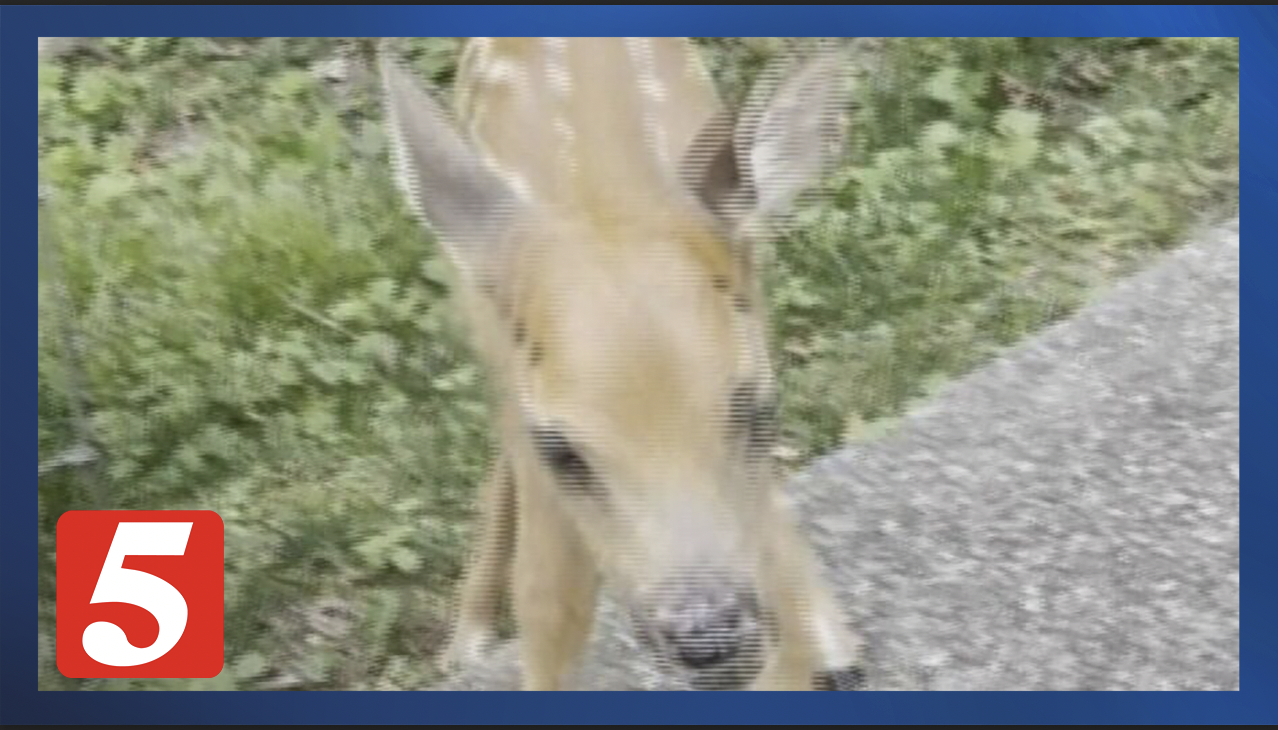 Young deer fawn being bathed during rehabilitation and medical