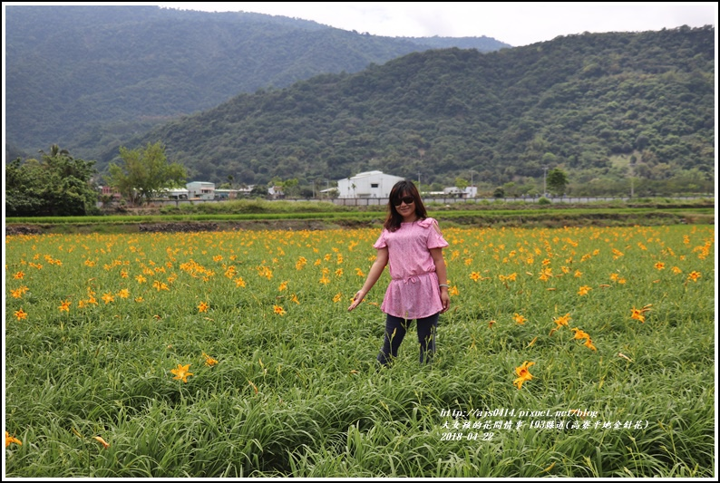 高寮平地金針花-2018-04-08.jpg