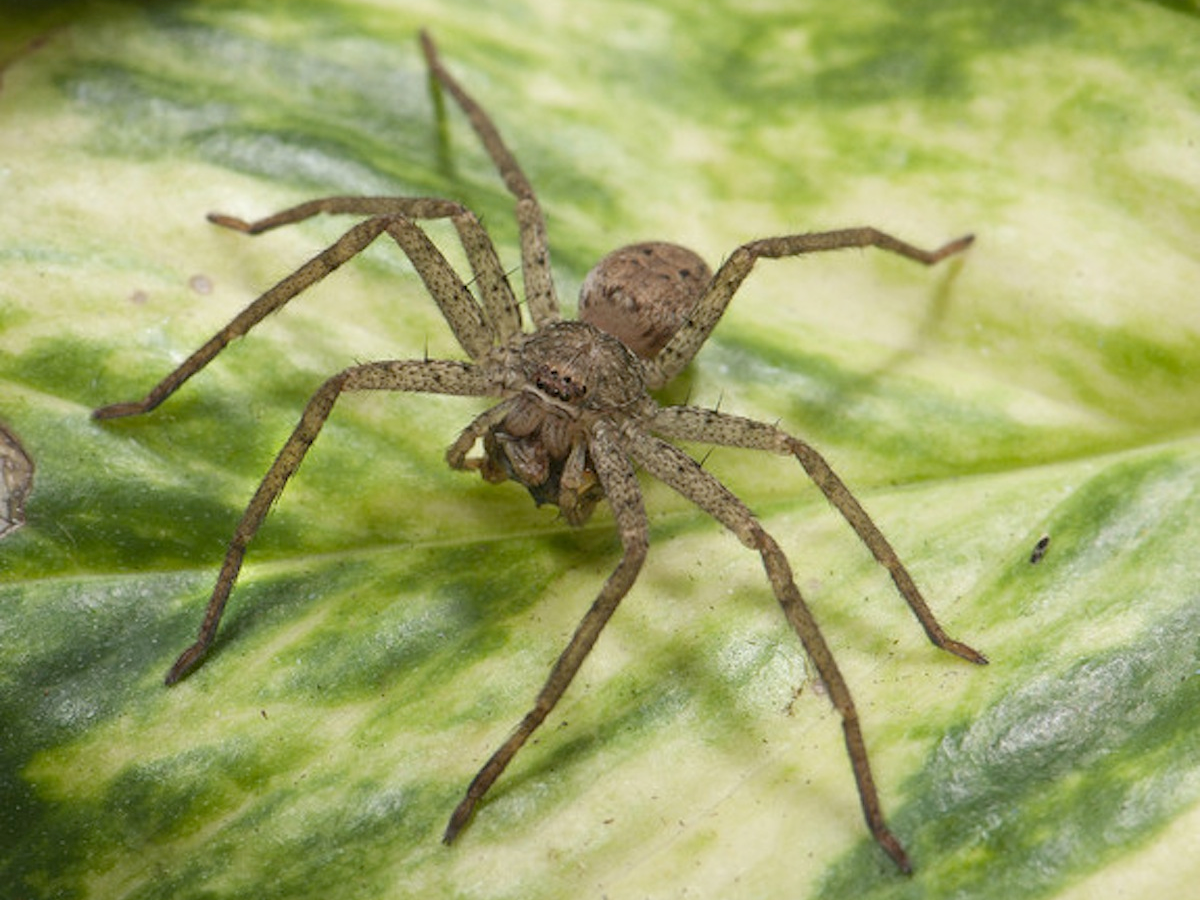 A Giant Spider Web is Engulfing A Greek Island And It's Terrifying