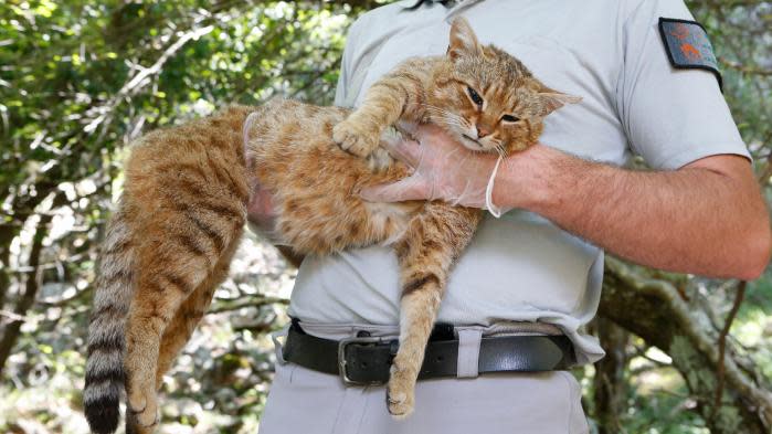 Chat Renard En Corse Cet Animal Existait Dans La Mythologie De Nos Bergers