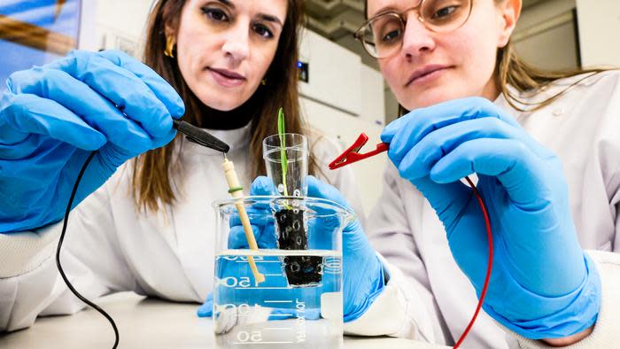 Eleni Stavrinidou, associate professor, and supervisor of the study and Alexandra Sandéhn, PhD student, one of the lead authors, connect the eSoil to a low power source for stimulating plant growth.
