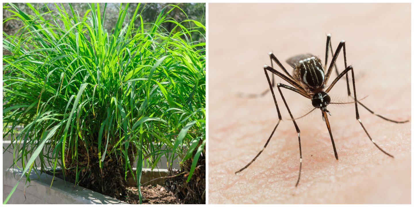 Citronella Plants Keep Mosquitoes Away, and They're Less ...