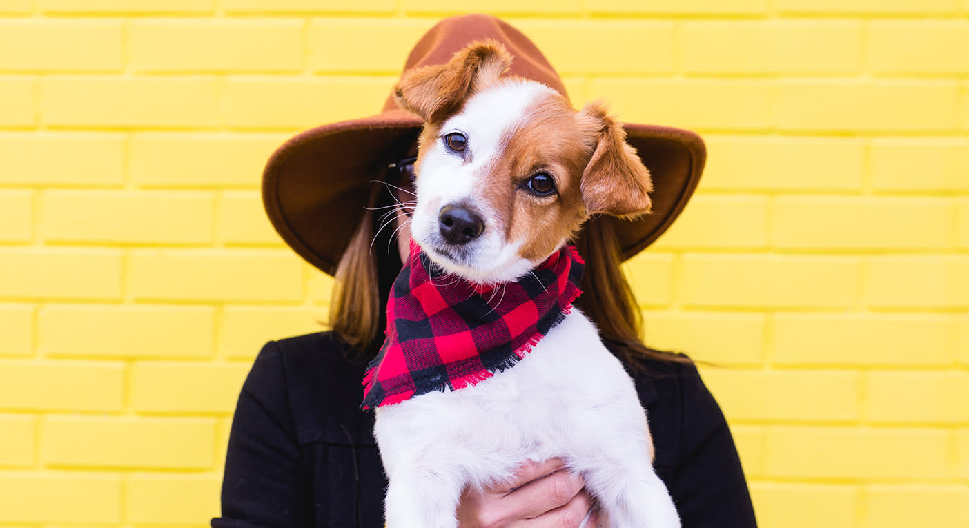 dog bandanas calgary