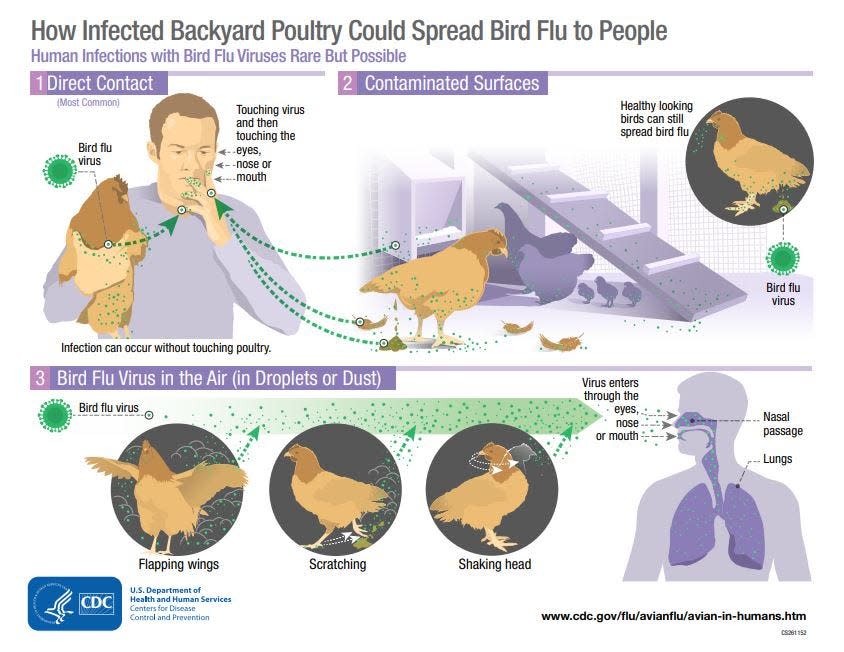 HPAI H5 identified in backyard flock