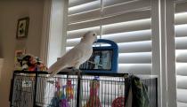 A white parrot stands in front of a tablet where another bird is displayed