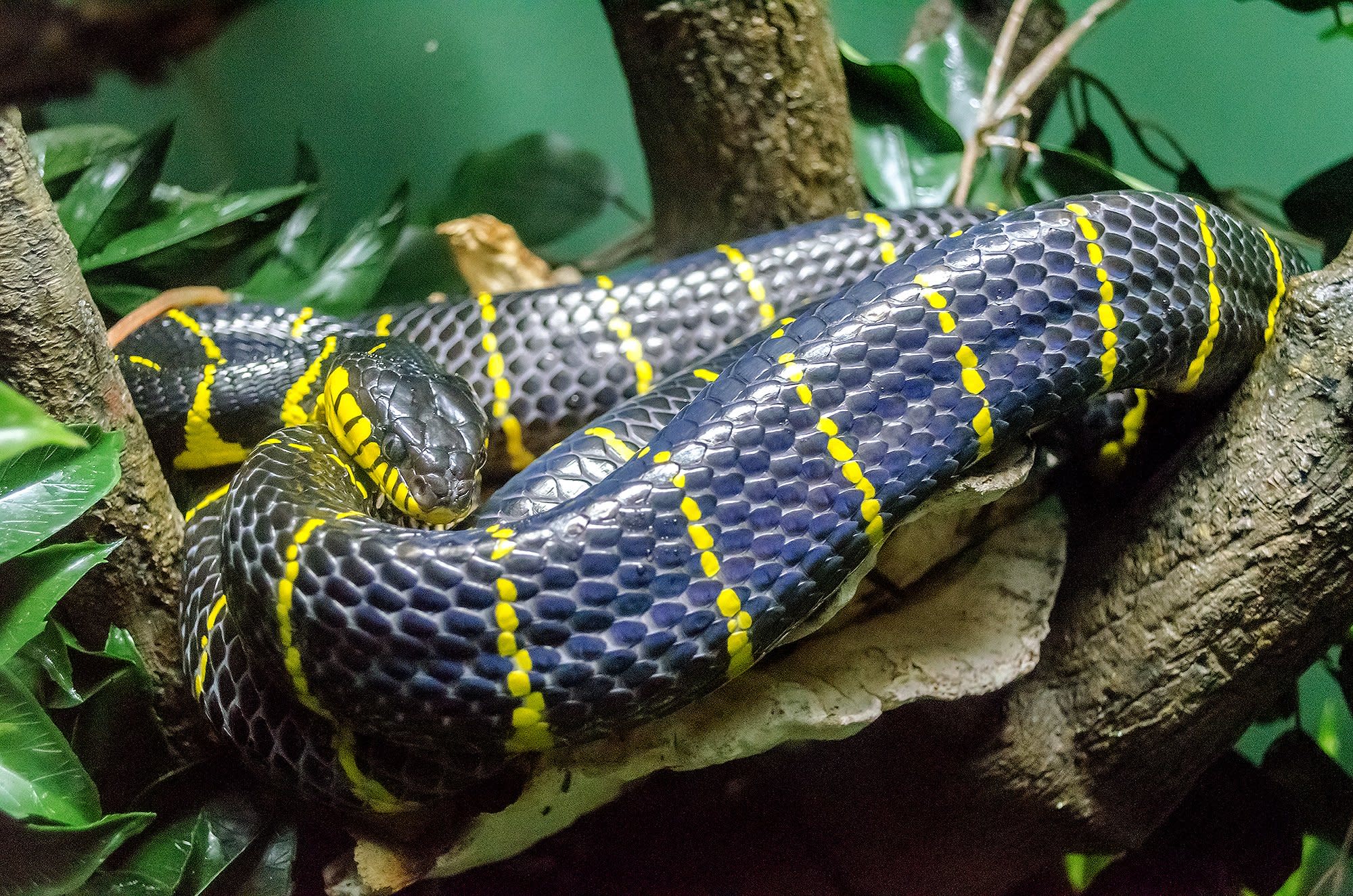 Mangrove snake фото