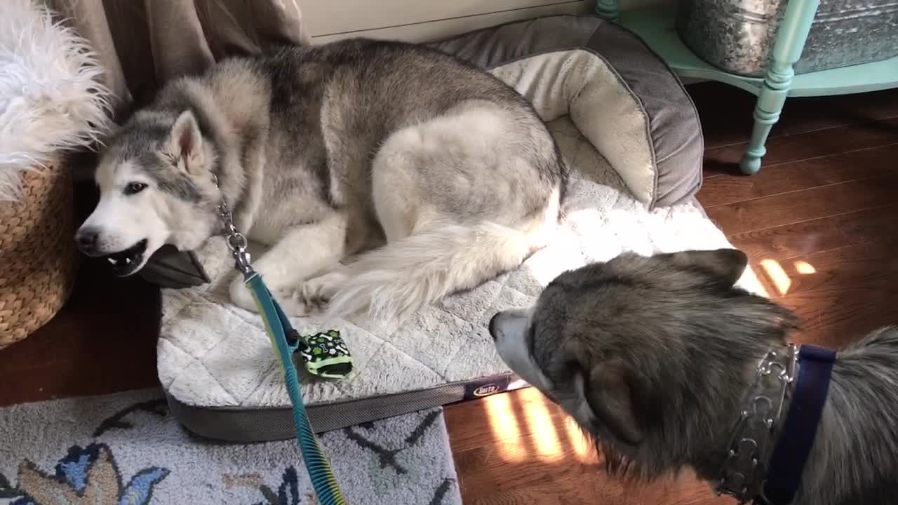 are husky stubborn