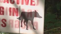 Isle of Palms PD working to mitigate coyote encounters