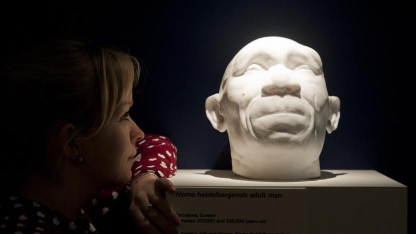 An employee of the Natural History Museum in London looks at casts of a Homo heidelbergensis male which existed in Britain 600,000 years ago, the casts are on display at the museums 'Britain: One Million Years of the Human Story' exhibition which opens on 13th February till 28th September 2014.   (Photo by Will Oliver/PA Images via Getty Images)