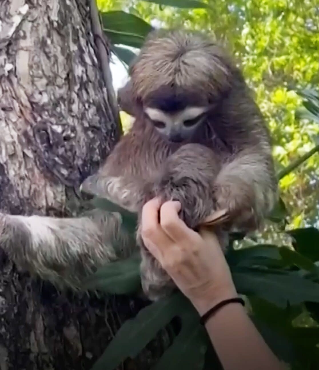 Los socorristas reúnen a un bebé perezoso separado y a su mamá en una playa de Costa Rica mientras juegan Tiny Sloth’s Call