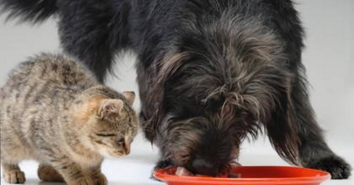 How can you spot heatstroke in cats and dogs? Here are warning signs as the US s..