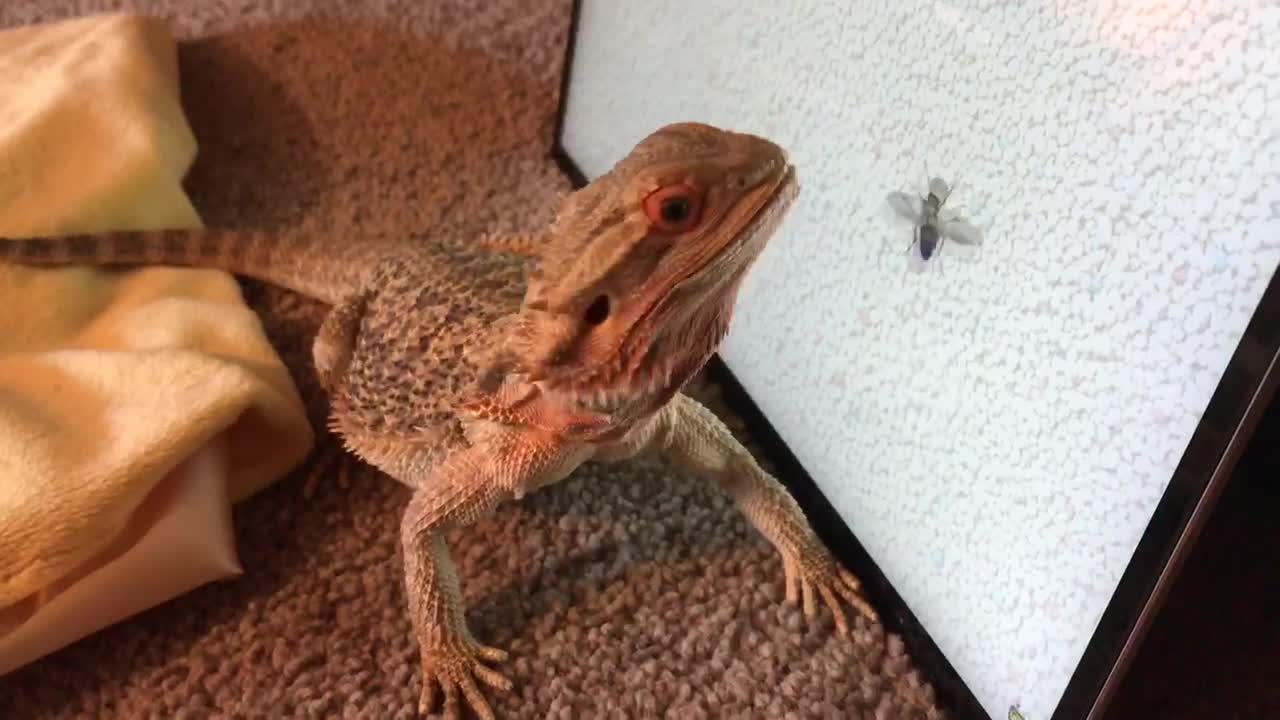 Lizard Practices His Bug-Hunting Skills On Computer Screen