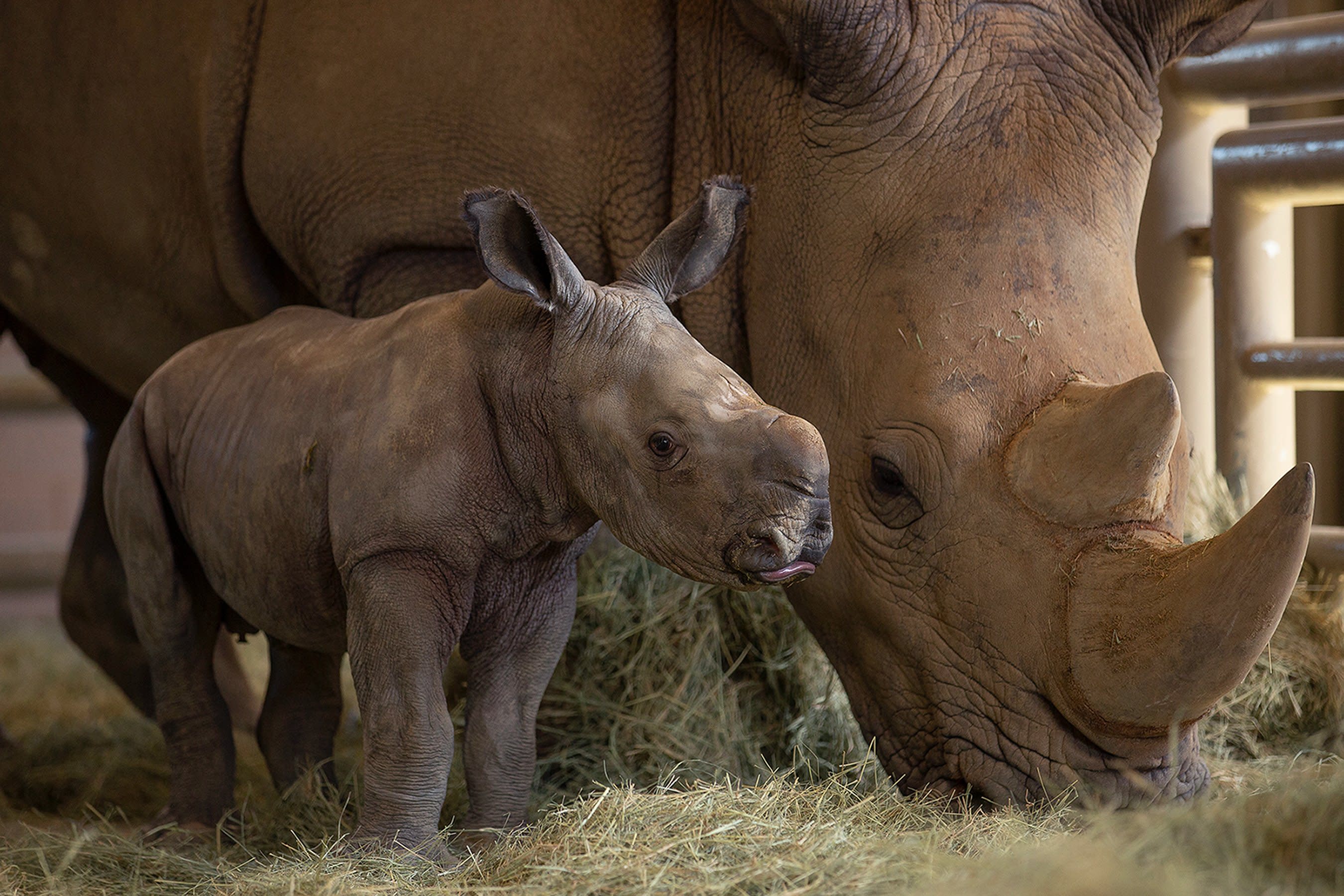 Southern White Rhino Calf Conceived Through Artificial Insemination