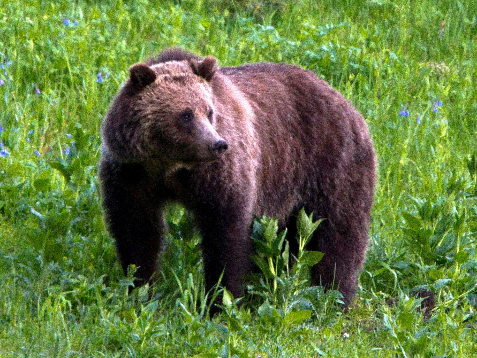 A woman caught on video being charged by a grizzly bear at Yellowstone faces cri..