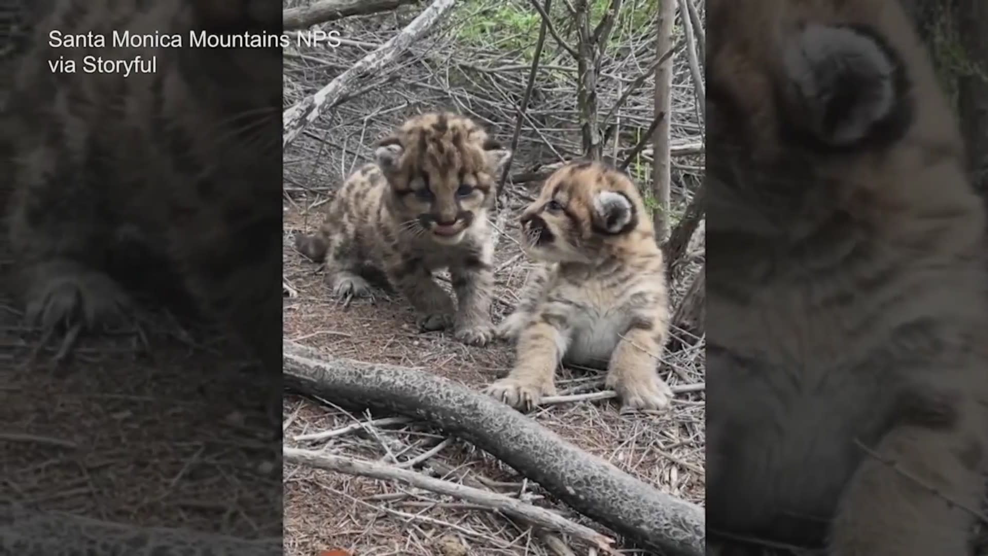 Group trying to get mountain lion hunting ban on Colorado's ballot, Colorado