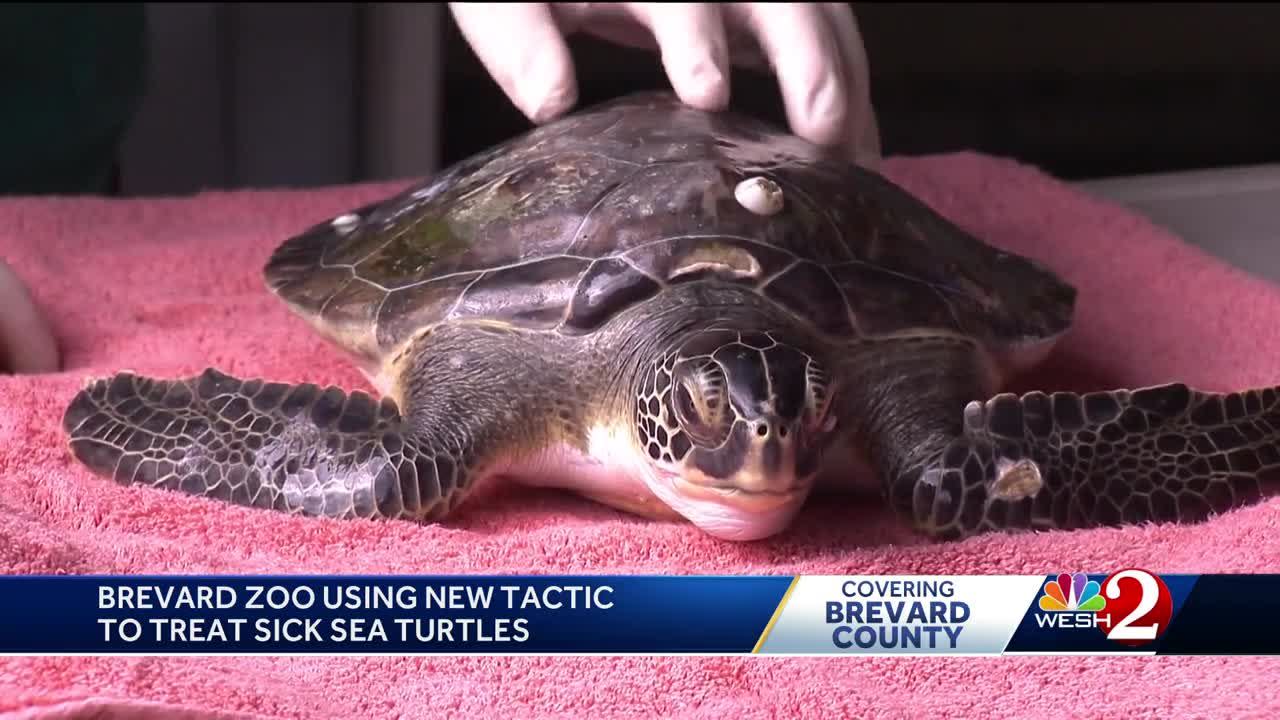 How to Help a Hooked Sea Turtle - Brevard Zoo