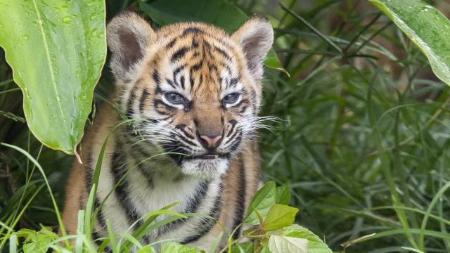 Three Rare Tiger Cubs Debut at Taronga Zoo Sydney