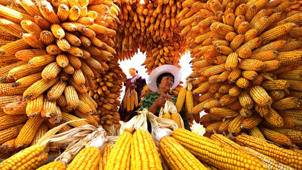 China’s northeastern corn belt left flattened by typhoons, fuelling food-security concerns ahead of autumn harvest - Yahoo Singapore News