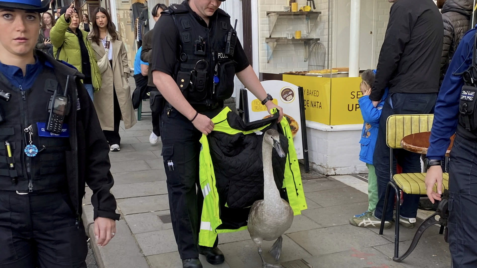 Watch baby swan get escorted out of busy city centre by police