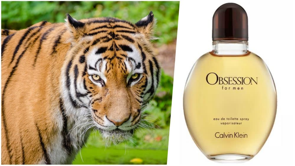 Тайгер духи. Парфюм тигр. Парфюм с тигром на упаковке. Black Tiger Parfum. Bavaria Tiger parfume.