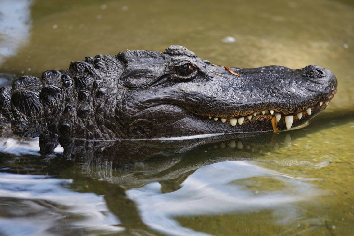 Alligators to be removed from Texas neighborhood after dog is killed, officials ..