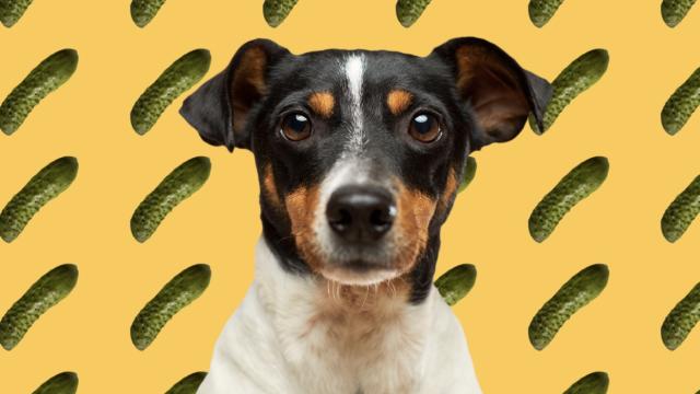 are sweet pickles bad for dogs