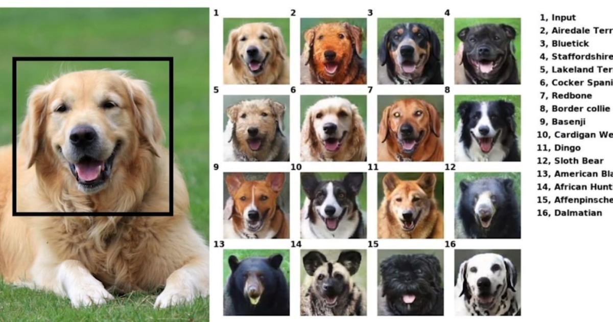 NVIDIA's AI can put your pet's smile on a random animal | Engadget