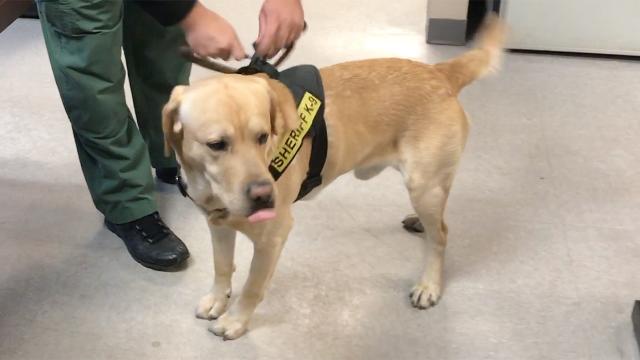 Meet the drug-sniffing dog named for Roy Halladay