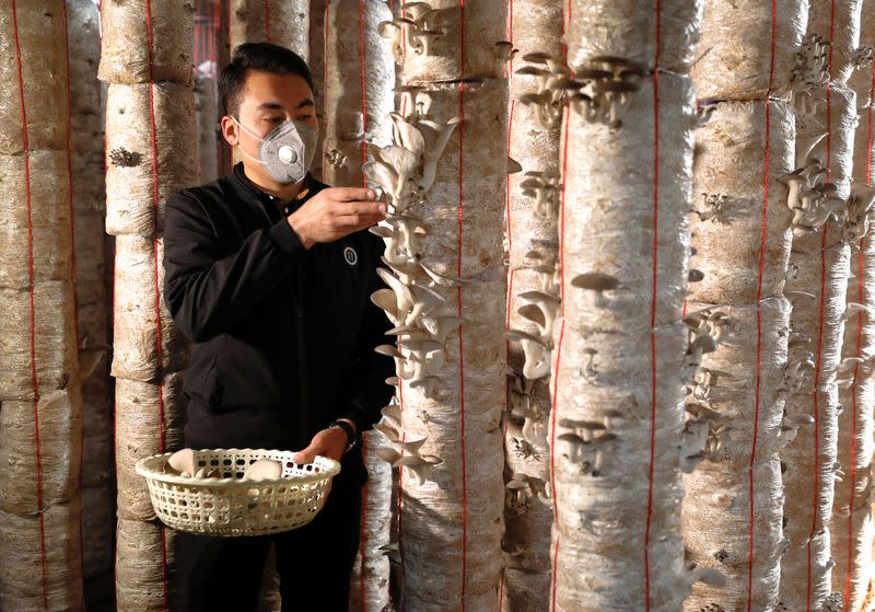 Deported from Europe, Afghan man pioneers mushroom farming in Kabul