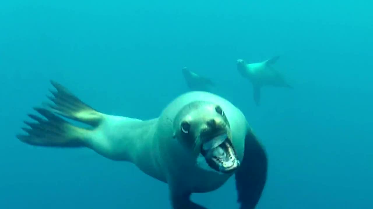 Sea Lion Attempts Attack On Diver In California