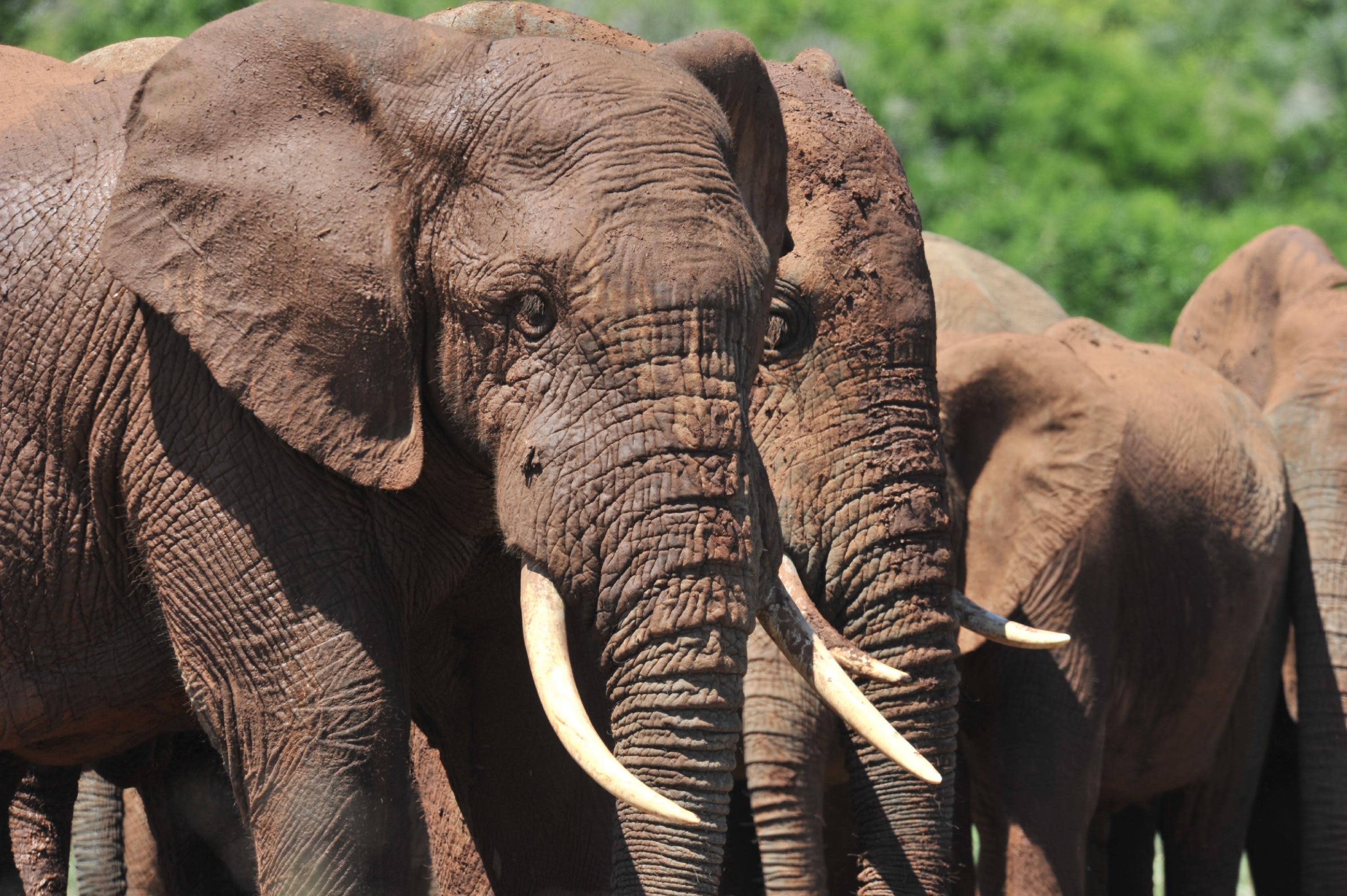 Poachers threaten new slaughter of South African elephants