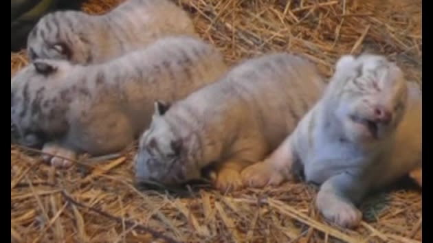 Rare white tigers debut in Japan