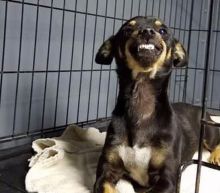 Rescue dog uses his smile to help find a forever home
