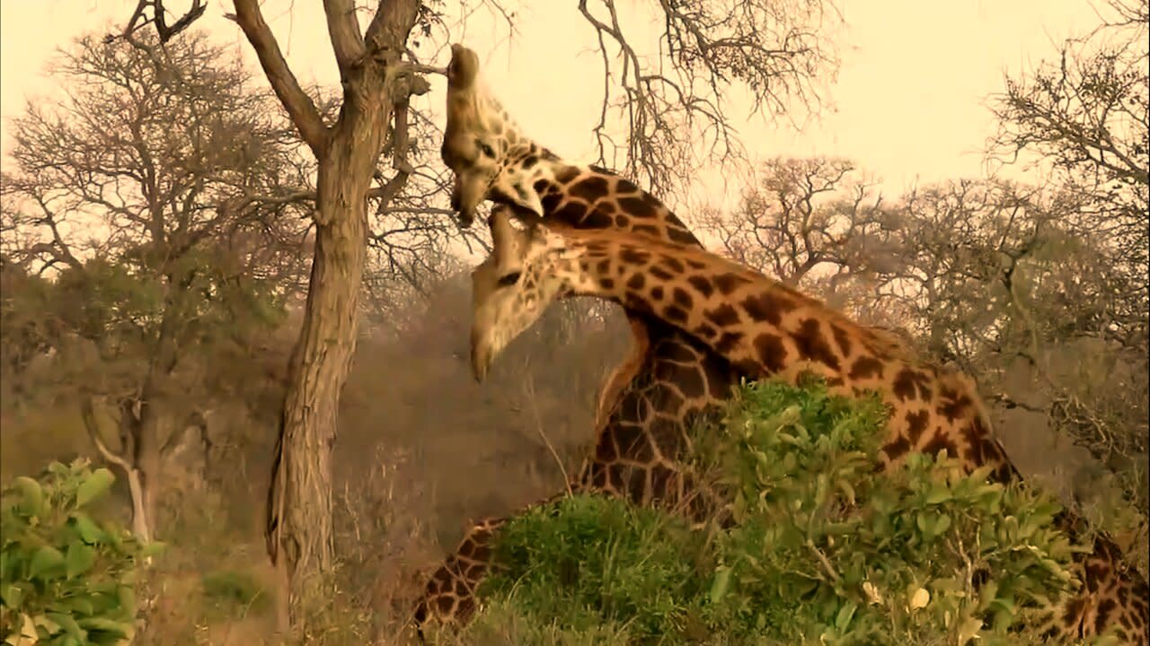 Dominant giraffe bull knocks out his opponent with repeated blows picture picture