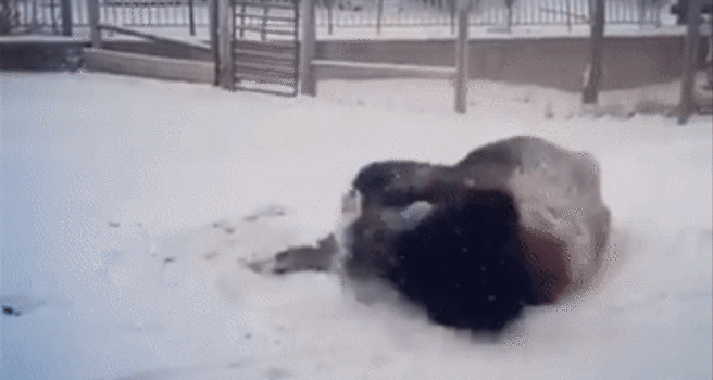 Bison Rolls Around in Fresh Wisconsin Snow