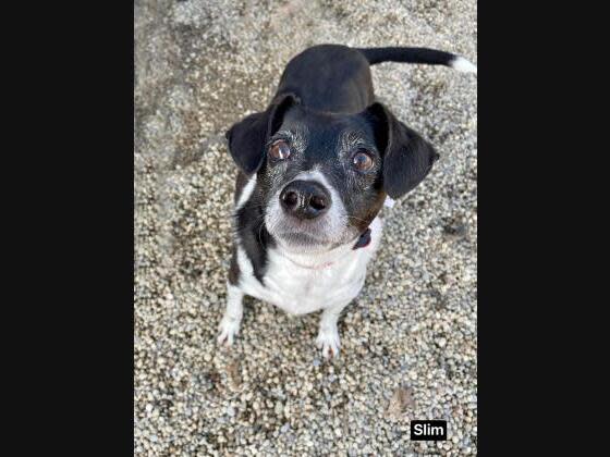 berea animal rescue columbia station