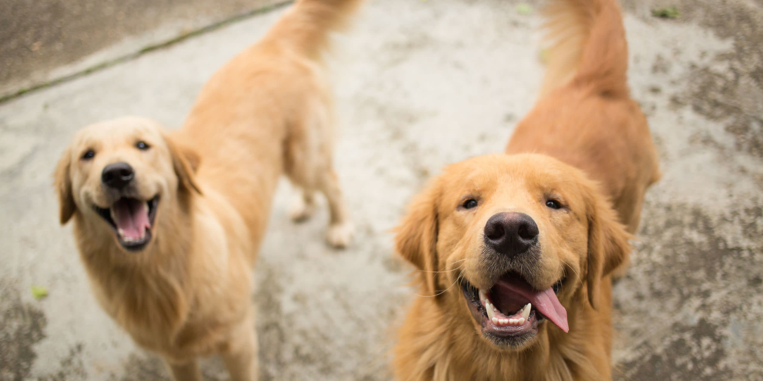 These Are the 10 Smartest Dog Breeds