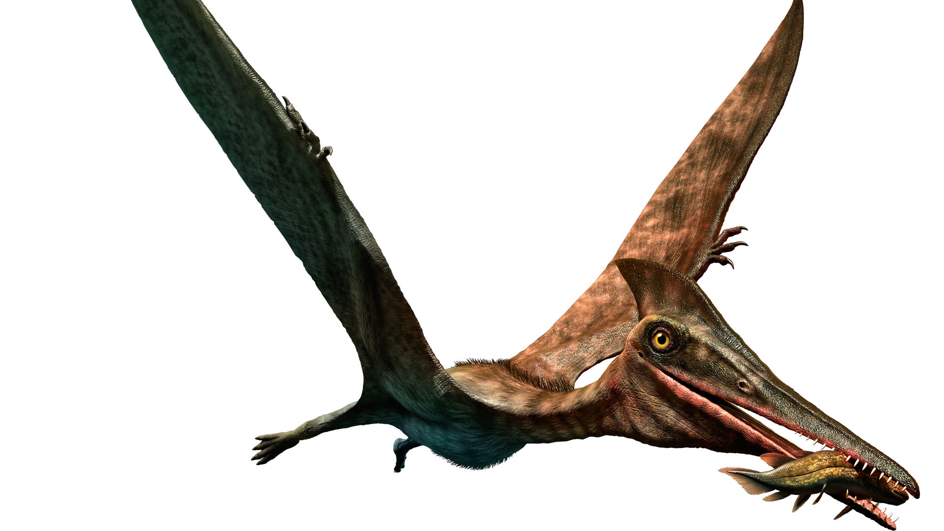 Researchers say the largest flying creature in history had a neck longer than a giraffe