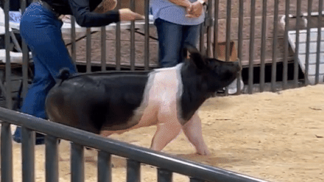 gebruiker diep heuvel Pig's 'Strut' at Texas Agriculture Show Becomes TikTok Hit