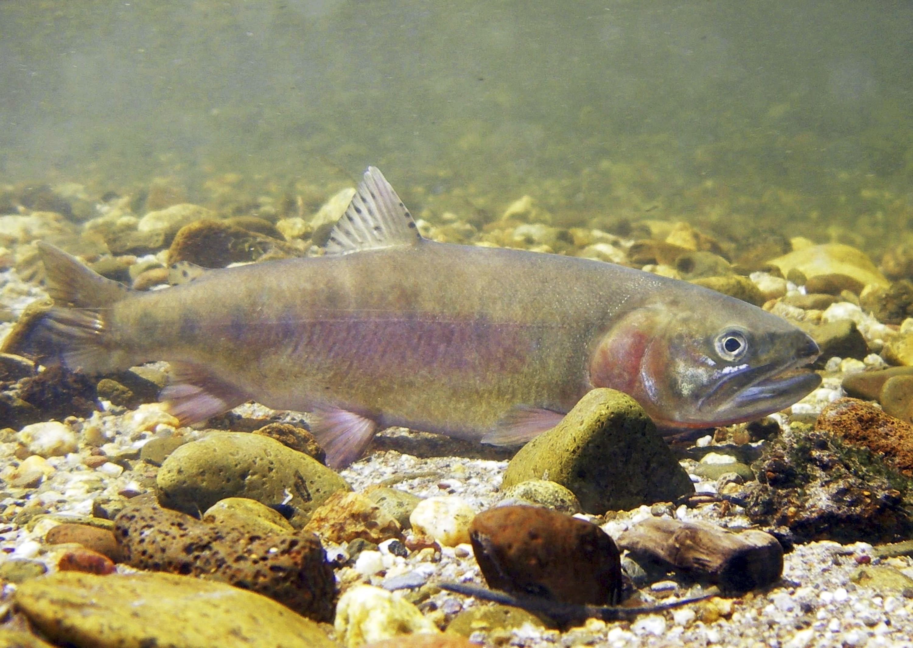 Rare California trout species returns to native habitat