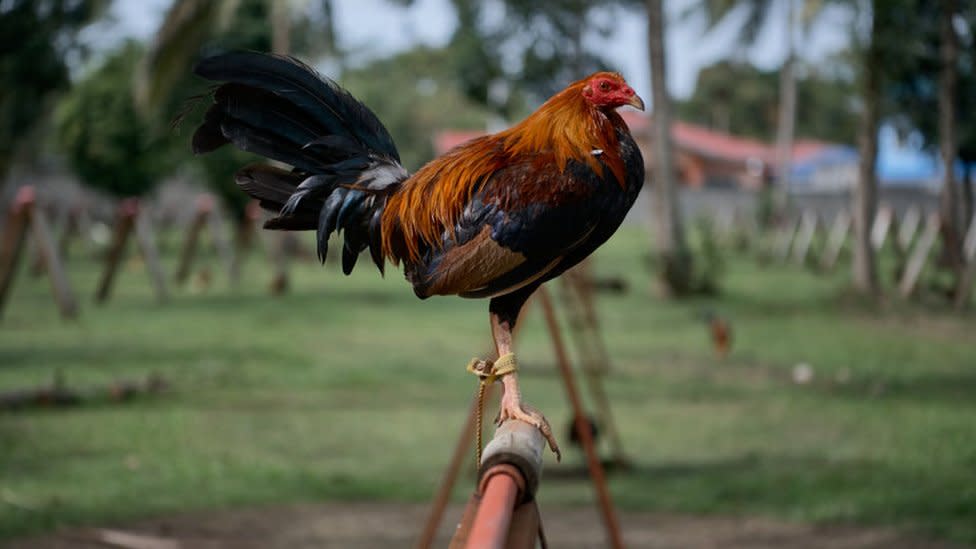 Indian man killed by his own cock during cockfight