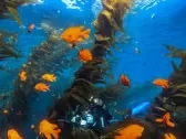 GoPro and PADI Link Up on New Specialty Certification Program for Scuba Divers